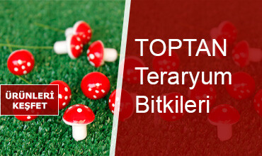 Teraryum Bitki